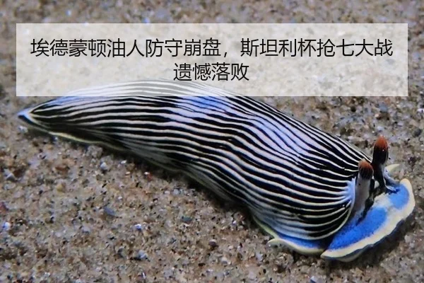 埃德蒙顿油人防守崩盘，斯坦利杯抢七大战遗憾落败